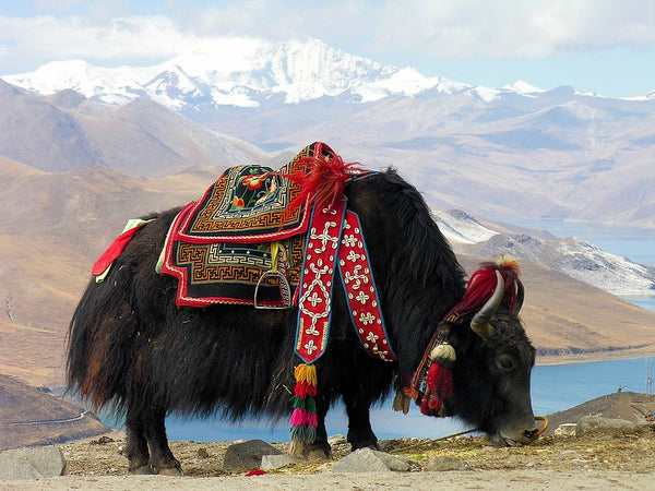 IxCHeL Fibre & Yarns Tibetan Yak in full costume