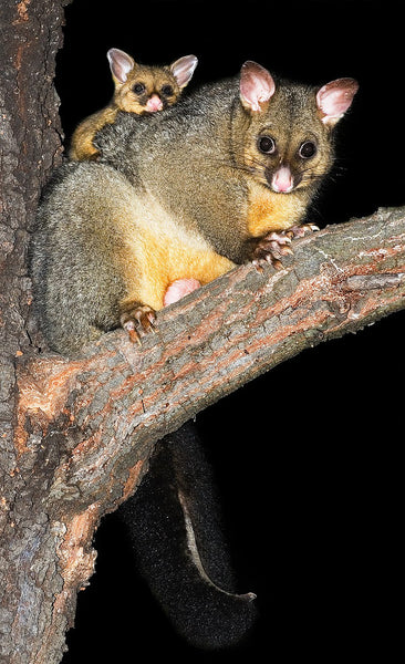 Cute Possum with Joey on her back sitting on tree limb
