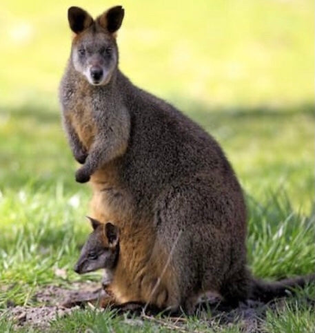 Wallaby in a field with Joey poking its head from mums pouch